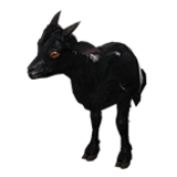 Two-Legged Goat Pet